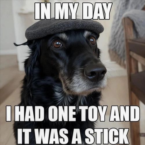 Old dogs be like🚒 #vizsla #embracethesuck 🤣