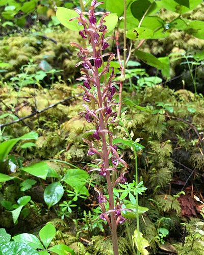 Corallorhiza mertensiana, Western or Purple Coral Root, is in the Orchidaceae, Orchid Family. It is an achlorophyllous (non-g...