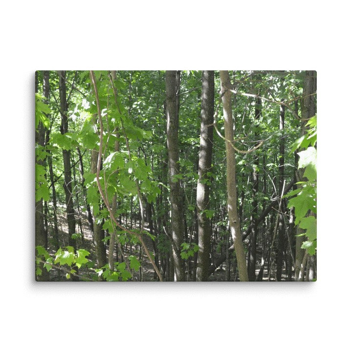 Empire Bluff Forest Canvas product image (1)