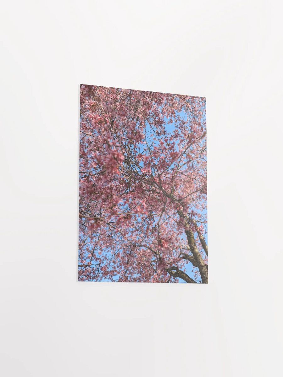 Blossom Canopy Poster product image (3)