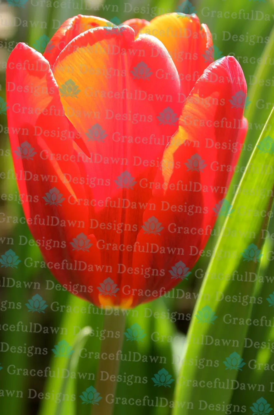 Fiery Red Tulip product image (1)
