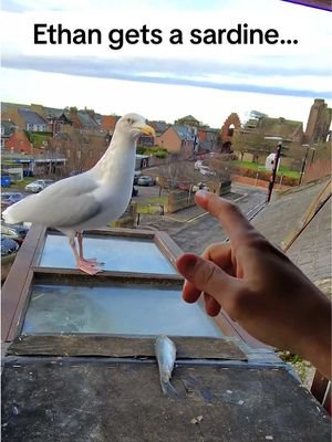 Steven gets spooked by the medieval fair & Ethan gets a sardine…. What an exciting day ❤️ #fyp #foryou #seagull #feedingsteven #birds