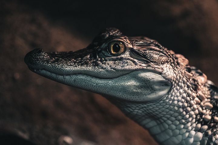Baby Alligator product image (1)