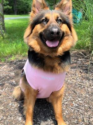 Just a pretty girl in pink 🎀  Use code COURTNEYKY08934 @SPARK PAWS for $15 off your purchase 🫶🏻 #sparkpaws #dogsoftiktok #gsd 