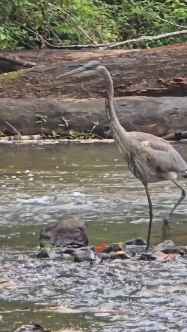 Amazing fish catching skills!!! #greatblueheron #fishing