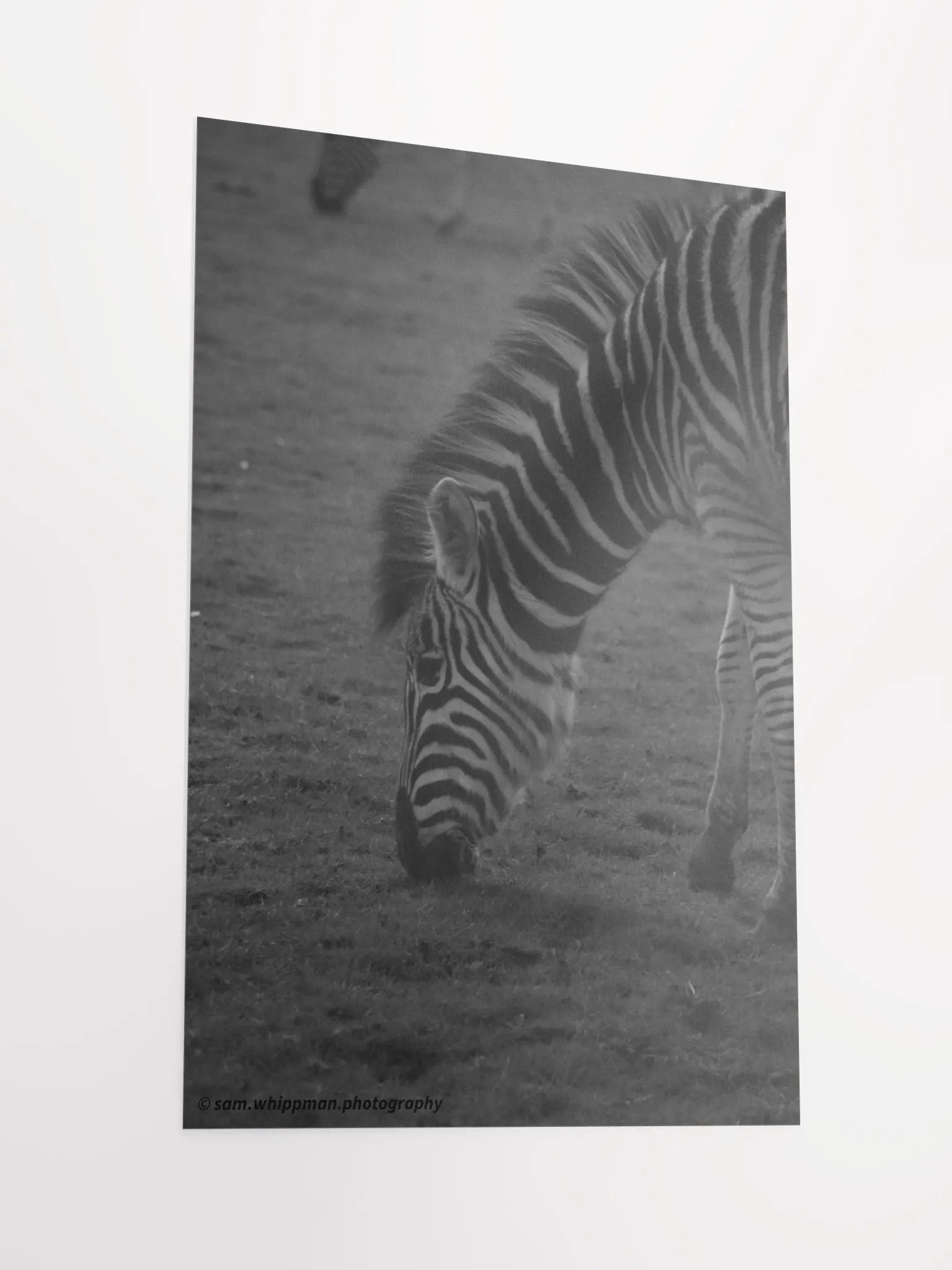 Zebra Prints product image (2)