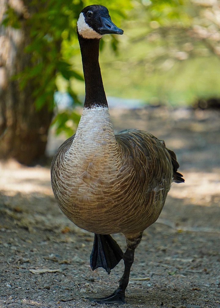 Gordon the Goose product image (2)