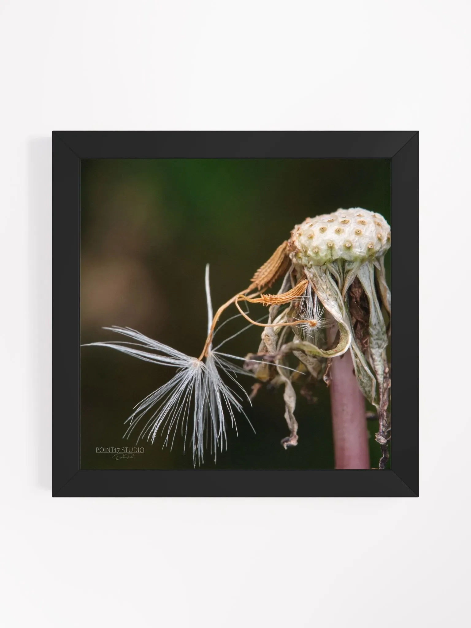 Dandelion #12 - Framed Print product image (1)