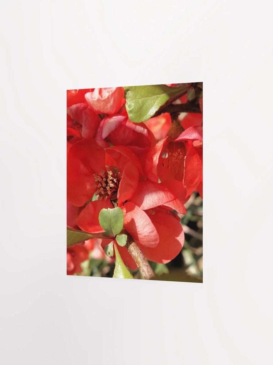Chaenomeles × Superba Print Poster , Floral Art, Red Flower Print Poster, 8x10 or 16x20