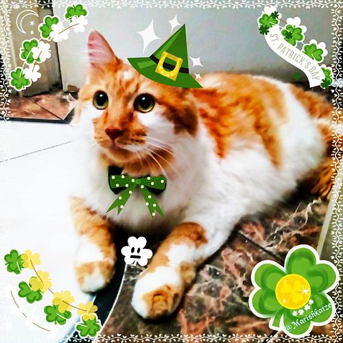 Happy St.Pawtrick's Day! Cheers~ 😸🍻😺💕 ----- #instameow #meowdels #catsofinstagram #chat #kedi #neko #ネコ部 #子猫 #katje #catsrcra...