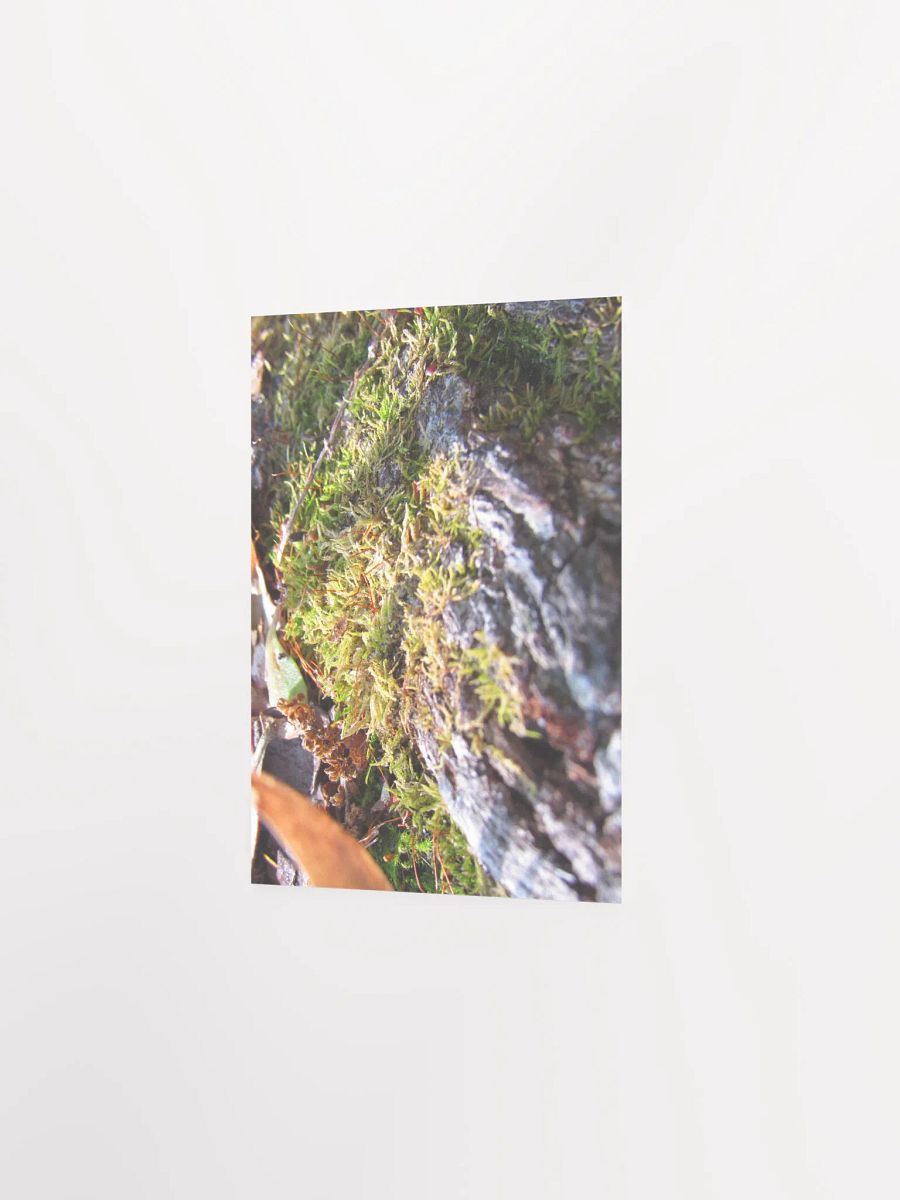 Forest Skin product image (27)