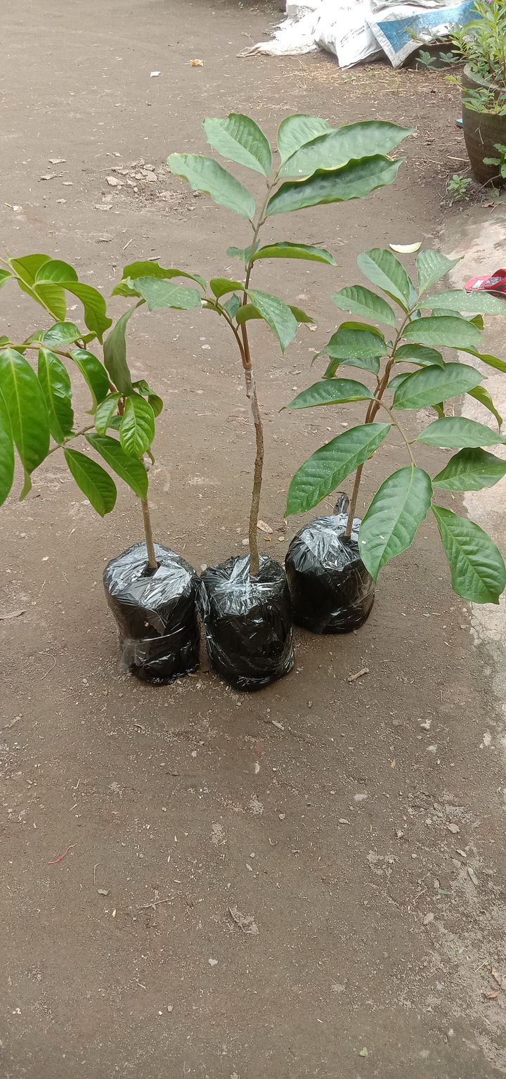 Tanaman buah duku longkong Thailand tanpa biji product image (1)