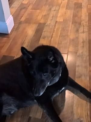 Good dog trooper #insta360x5 @user3365144087565 
