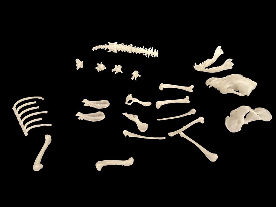 Bone Hound Slime product image (2)
