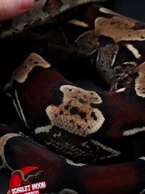 Fenrir , Megapeak/WC × WC male Suriname Boa Produced by NorcalBoas  #surinameboa #RedTailBoa #trueredtailboa #boasnakes #boidae #localityboa #snake #exoticpets #boalover #BoaConstrictor #boa 