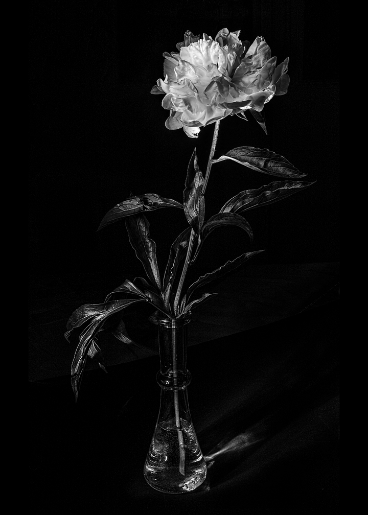 Peony in the Dark - Print product image (1)