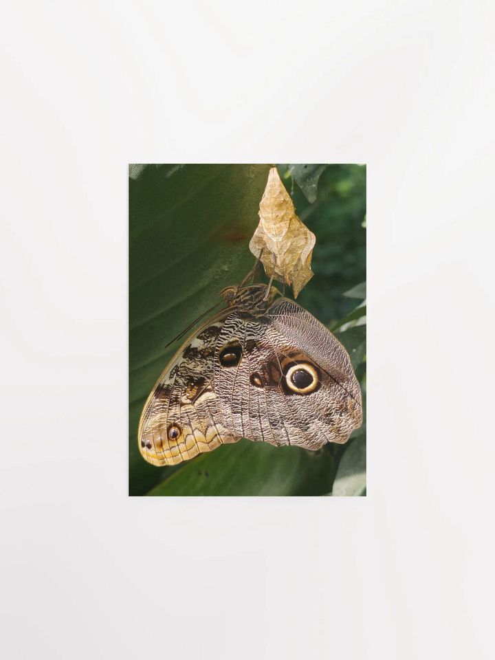 Tropical Owl Butterfly Poster 5x7" product image (1)