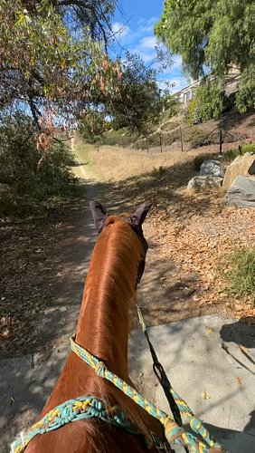 Loving this audio I found on tiktok #horse #quarterhorse #trailride #horsesofinstagram #equestrian #quarterhorse #horsegirl