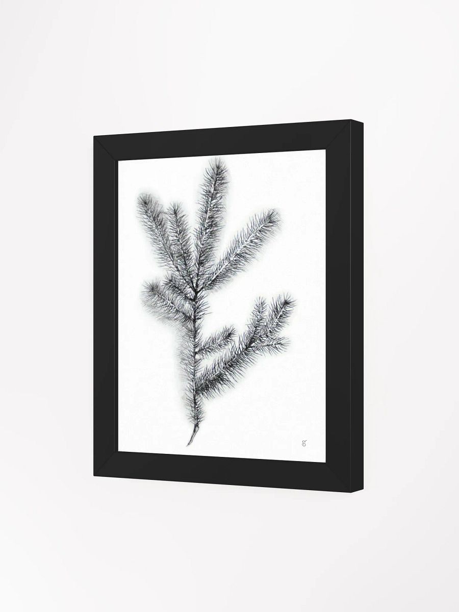 Botanical Bliss Framed Matte Poster - Spruce Branch product image (8)