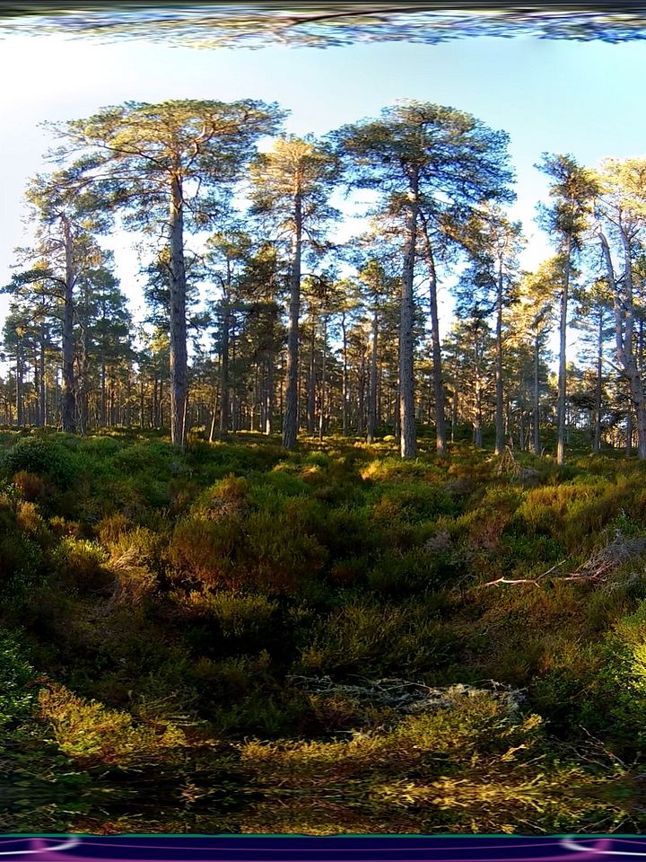 Scottish Treasure "Abernethy Forest" Moment product image (1)