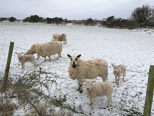 Sheep and lambs in the snow #fulltimetouring