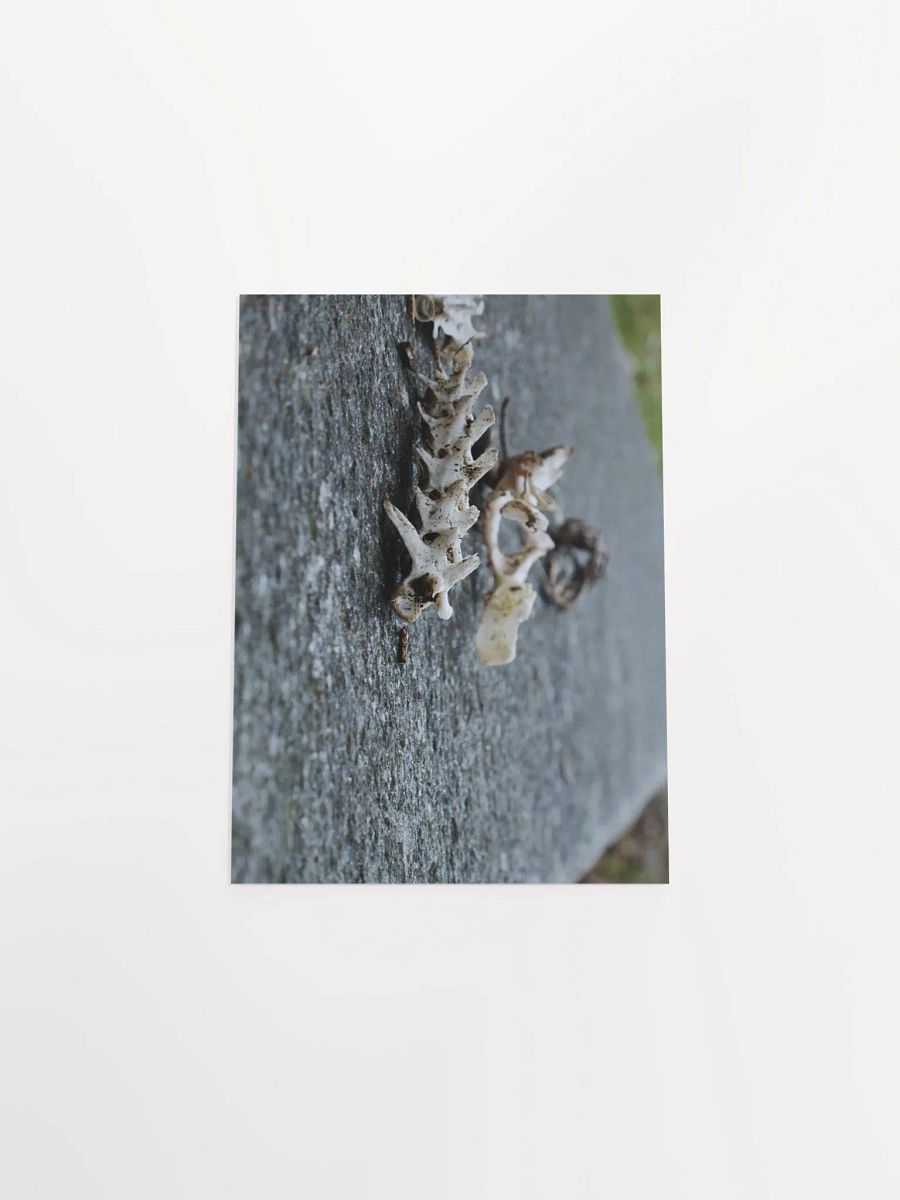 Ruins of Miniature Dragons product image (43)
