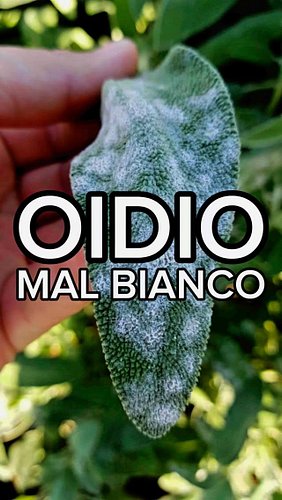 🍄 Mal bianco ⚪️

🌿 l’Oidio (o mal bianco) è una delle più comuni patologie fungine delle piante

🌿 trascurarla porta al deper...