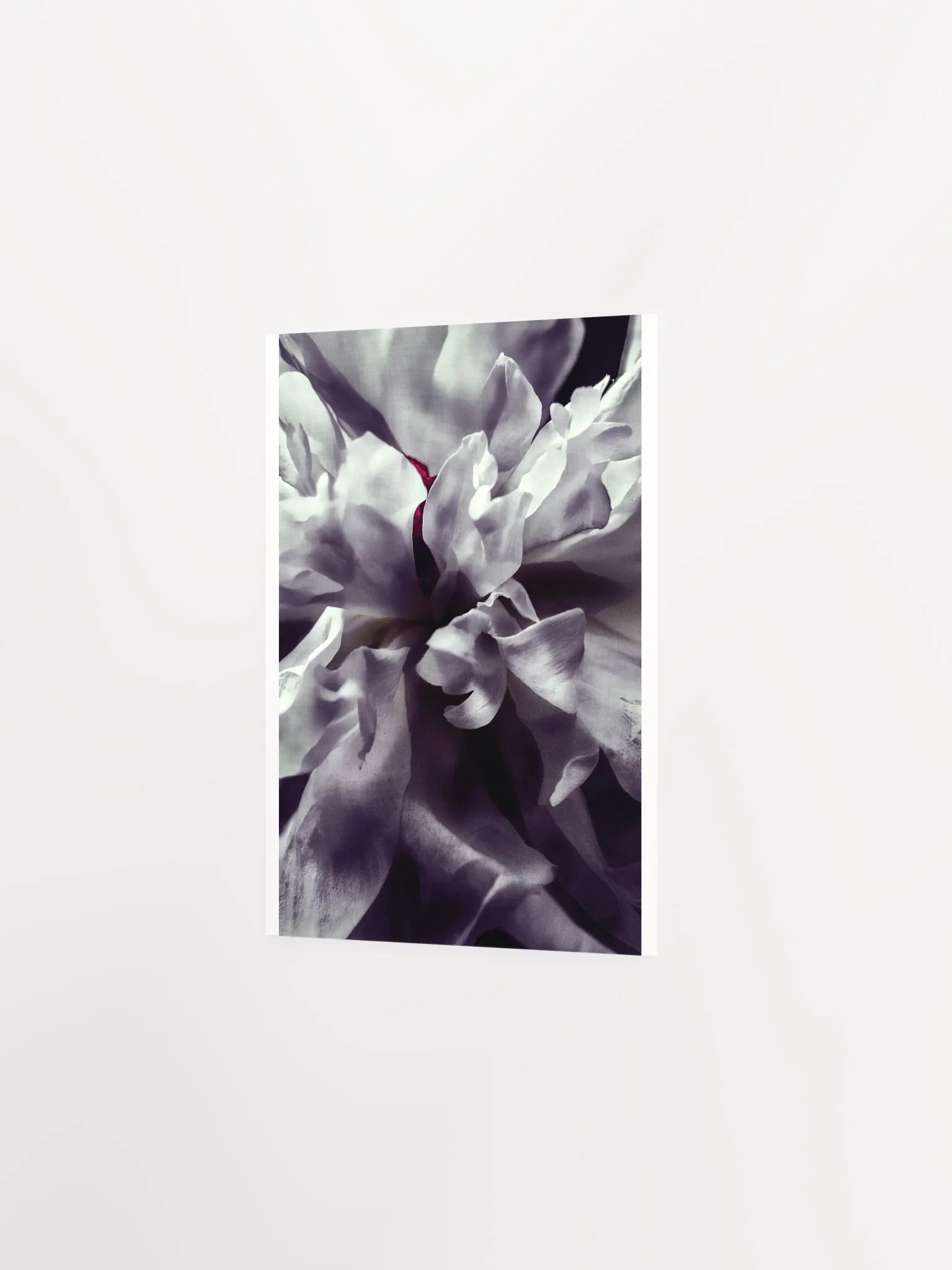 Peony Heart - Print product image (3)