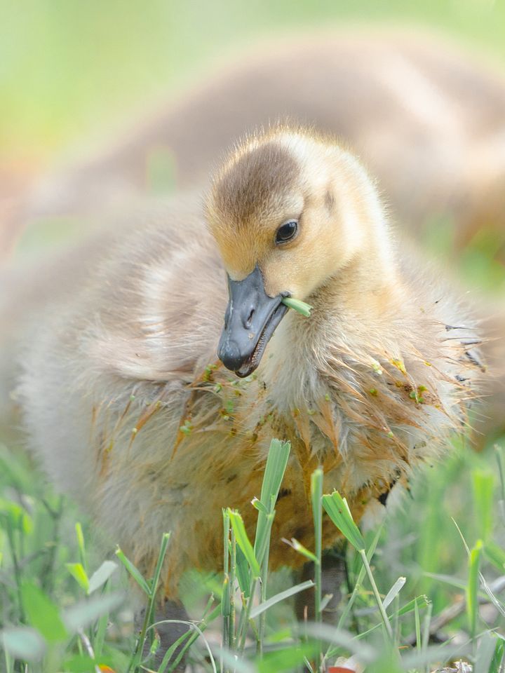Baby Ducky product image (1)
