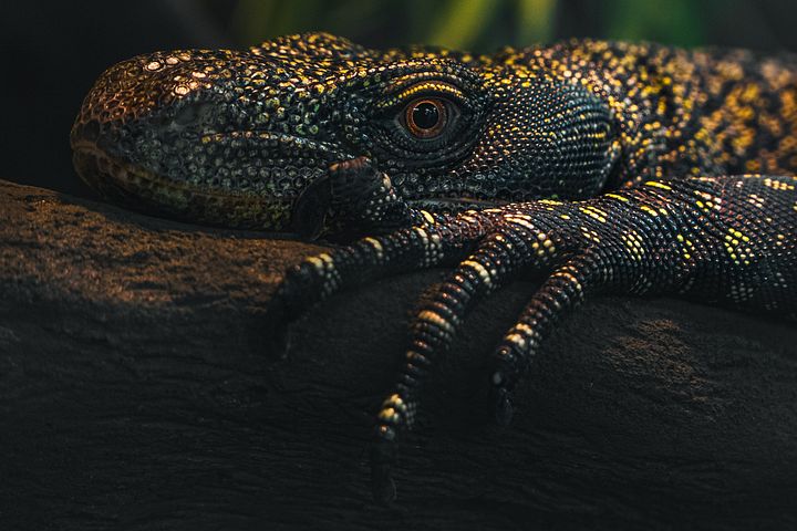 Crocodile Monitor Perched product image (1)