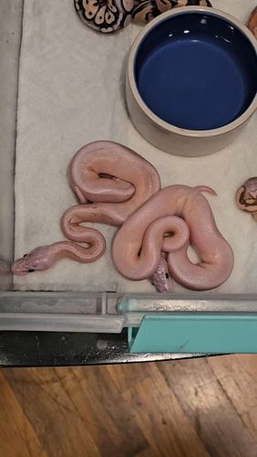 All made it out! #ballpython #ballpythons #ballpythonbreeder #ballpythonsofinstagram #reptiles #nwballpythons #emeraldcityrep...
