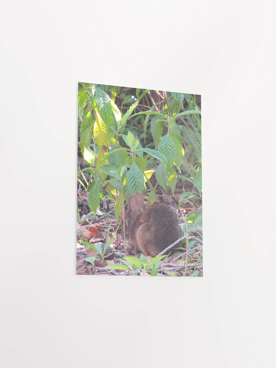 Marsh Rabbit product image (32)