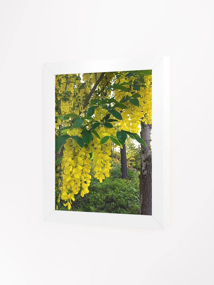 Golden Rain Flowers product image (2)