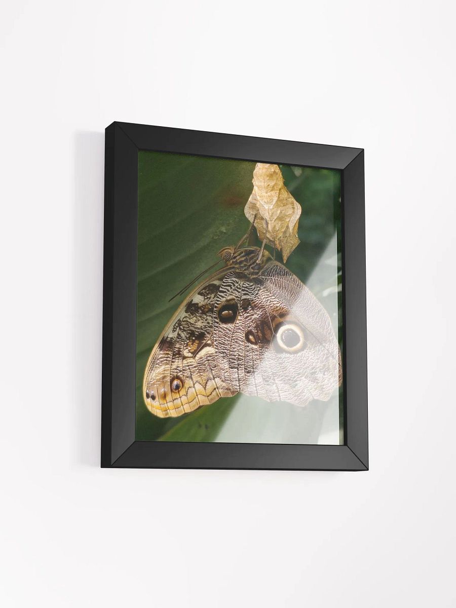 Tropical Owl Butterfly Framed Poster product image (3)