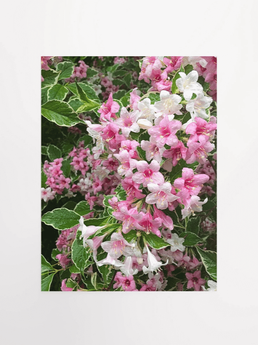Weigela Flowers in Shades of Pink After Rain product image (1)