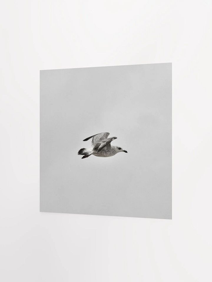Young Gull in Flight BNW Square Poster product image (6)