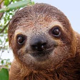 This is Ted, Ted wants you to buy one of our adorable supremesloths nfts on #opensea 

#sloths #nft #nftart #nfts #nftcollect...