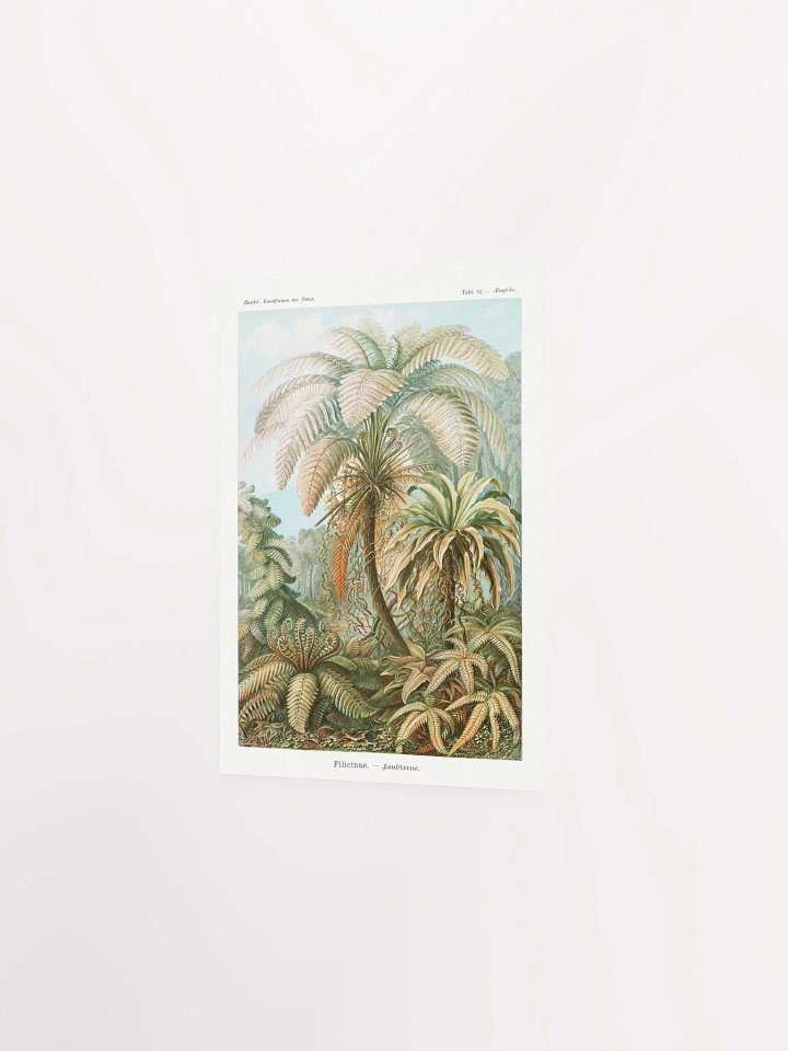 Filicinae–Laubfarne product image (16)