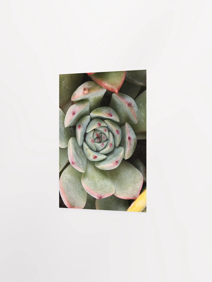 Red Tipped Succulent Paper Poster product image (2)