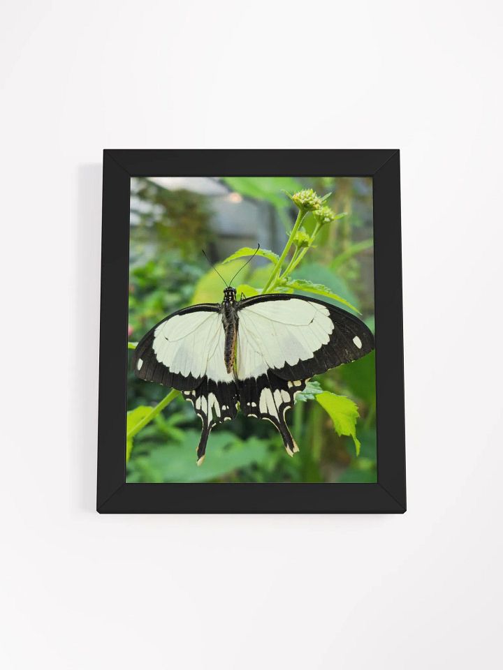 Mocker Swallowtail Tropical Butterfly Matte Poster product image (2)