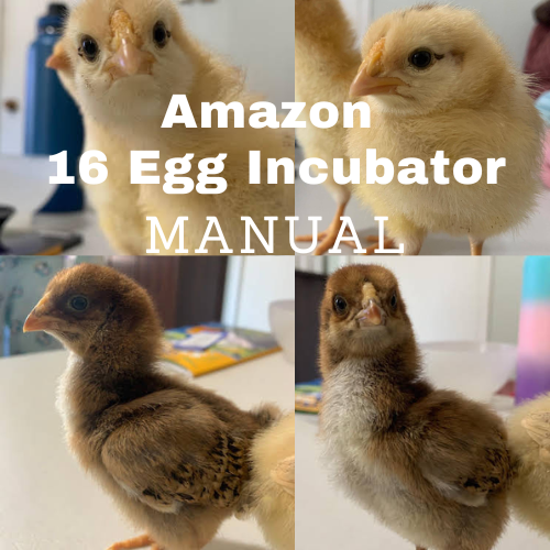 Amazon 16 Egg Incubator Instructions | Ploughman's Backyard