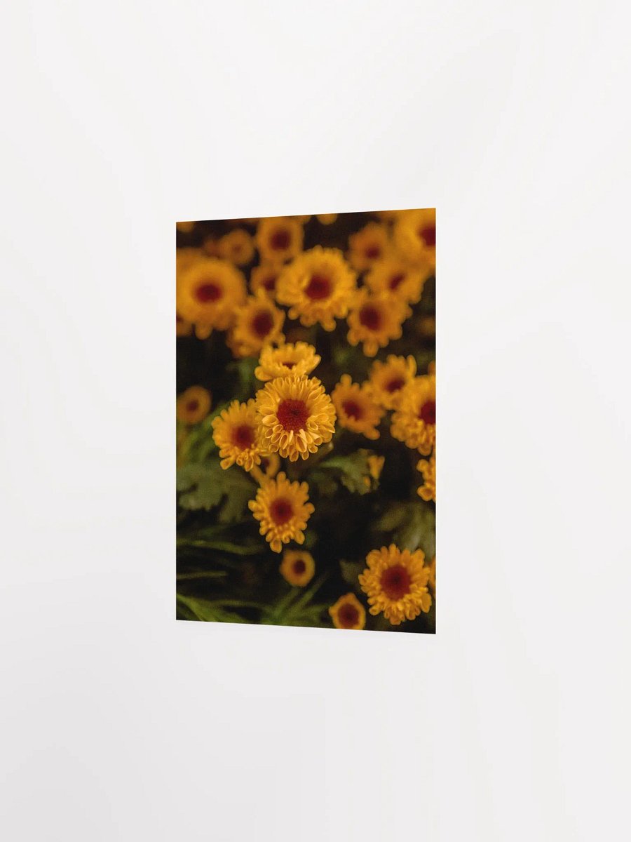 Daisies product image (6)