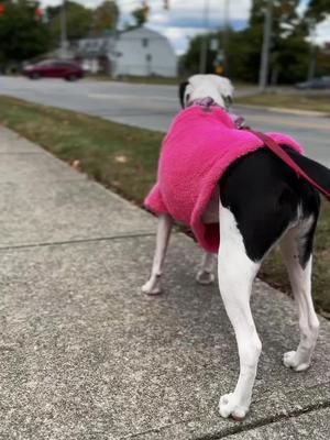 It’s officially my dog’s sweater weather! 🐶🧥#CapCut 