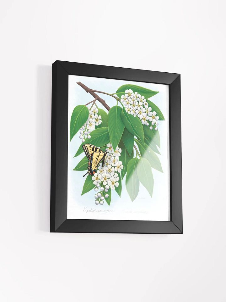 Tiger Swallowtail in Cherry Blossom product image (18)