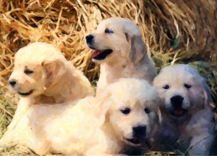 Golden Retrievier Puppies Digital Product product image (1)