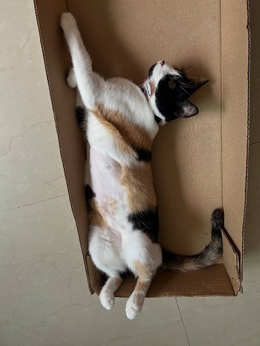 We have an appointment for an ultrasound with a specialist for Catty. Wish us luck 🙂