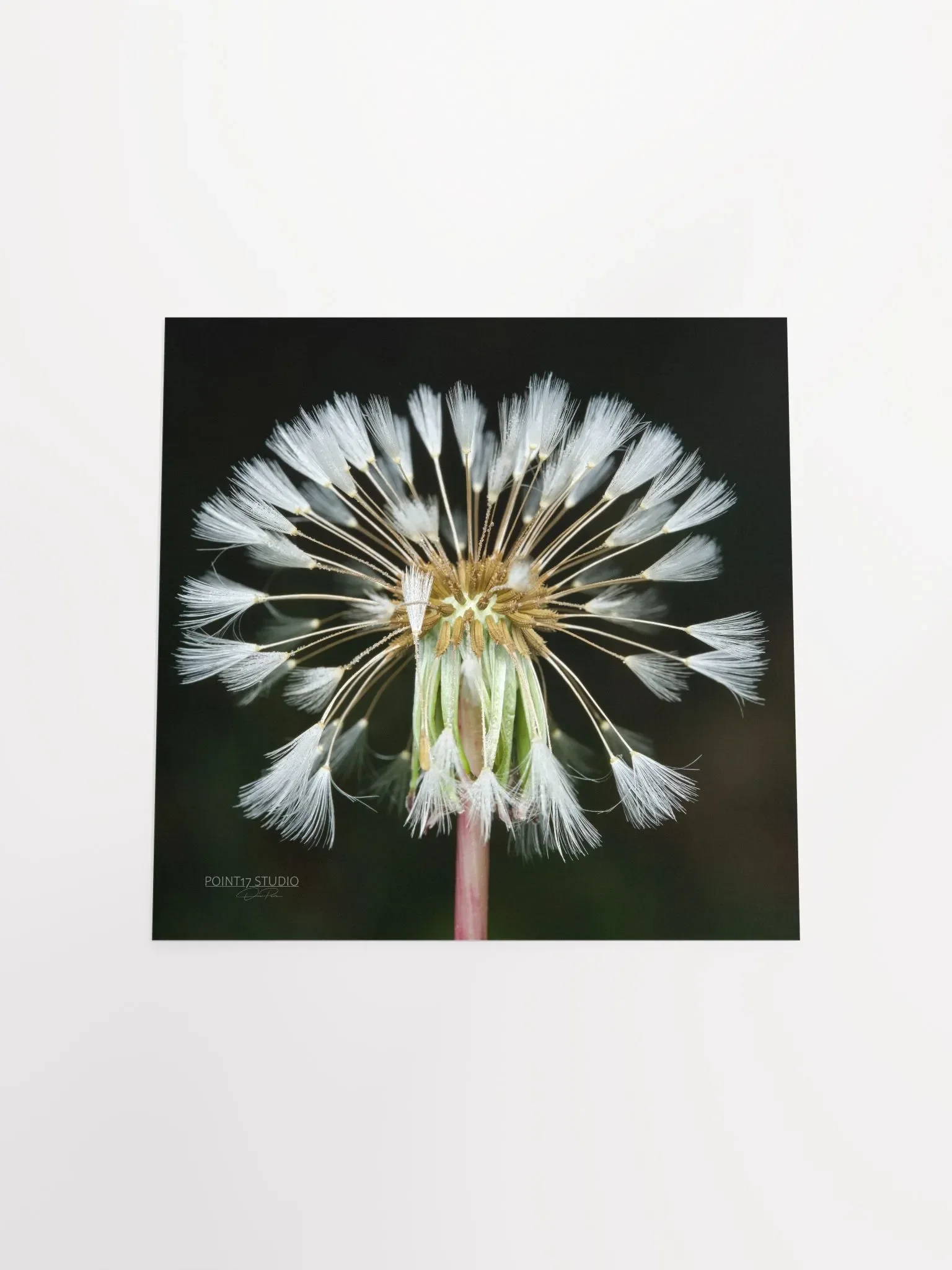 Dandelion #11 - Print product image (10)