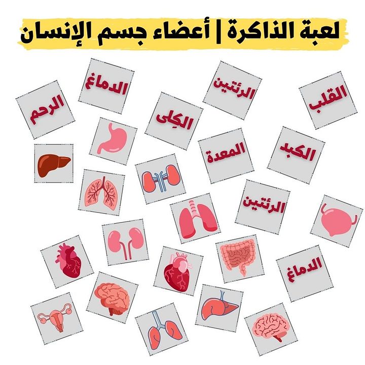 لعبة الذاكرة | أعضاء جسم الإنسان - pdf product image (2)