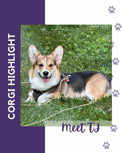 Baltimore Corgi Highlight:
Meet TJ, a 1 year old Pembroke Welsh Corgi! His favorite activity is playing ball! Follow him at @...