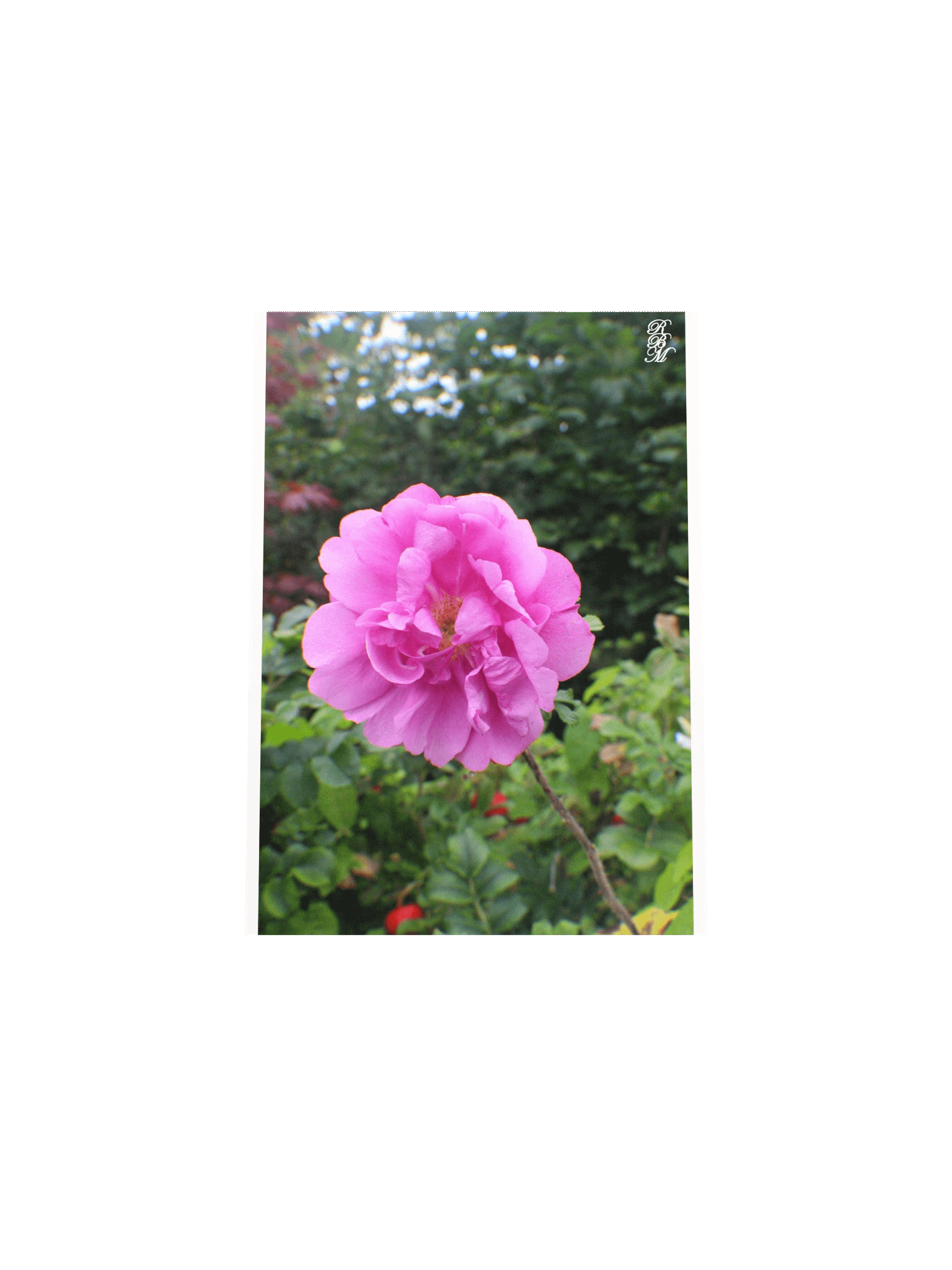 A Single Pink Flower product image (20)
